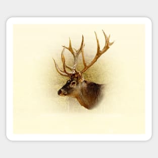 Deer portrait Sticker